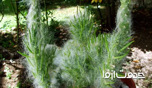 استروسیلیندرو پونتیا وستیتا یا کاکتوس ستون پنبه‌ای